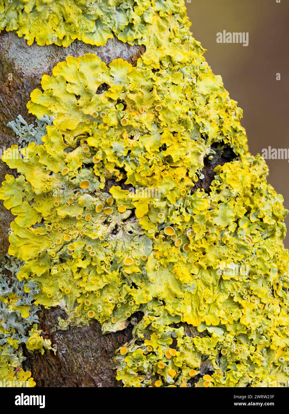 Maritime Sunburst lichen (Xanthoria parietina), noto anche come Orange Lichen o Yellow Scale, che copre una filiale nel Lancashire, Regno Unito Foto Stock