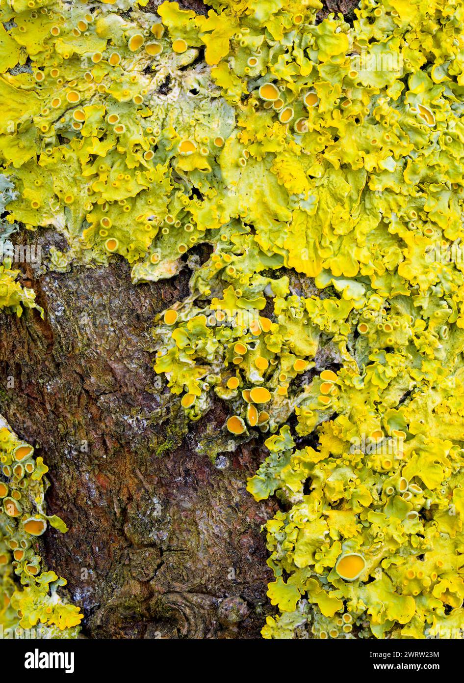 Maritime Sunburst lichen (Xanthoria parietina), noto anche come Orange Lichen o Yellow Scale, che copre una filiale nel Lancashire, Regno Unito Foto Stock