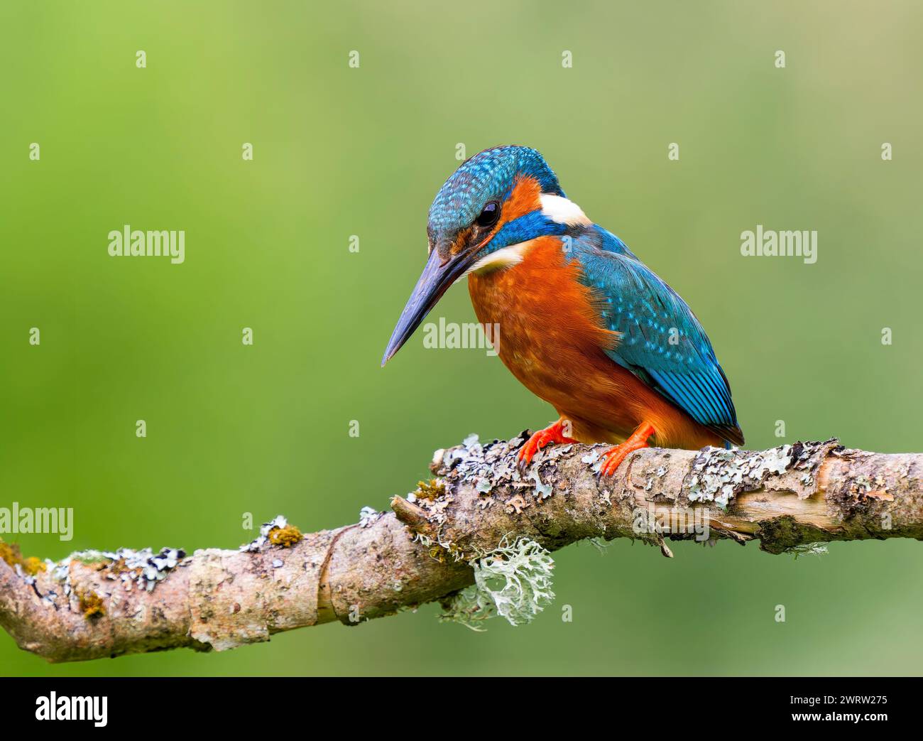 Un bellissimo Kingfisher, (Alcedo atthis), arroccato su un ramo coperto di licheni sopra uno stagno, vicino a Leeds, West Yorkshire, Regno Unito Foto Stock