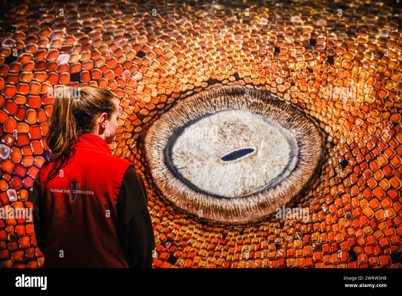 Oberhausen, Germania. 14 marzo 2024. Il personale del museo posa con una delle mostre, "Mosaiksteinchen" di Kat Zhou, un dettaglio dell'occhio di uno squalo nutrice alle Bahamas. "Planet Ozean" (Planet Ocean) sarà in mostra dal 15 marzo alla fine di dicembre 2024 in questo popolare luogo espositivo. La mostra illustra la bellezza del mondo oceanico e le sue sfide ambientali. Comprende circa 160 foto su larga scala, video, audio e altre mostre dal mondo oceanico e naturale, tra cui lo schermo alto 40 metri e l'coinvolgente "Die Welle" (Th Foto Stock