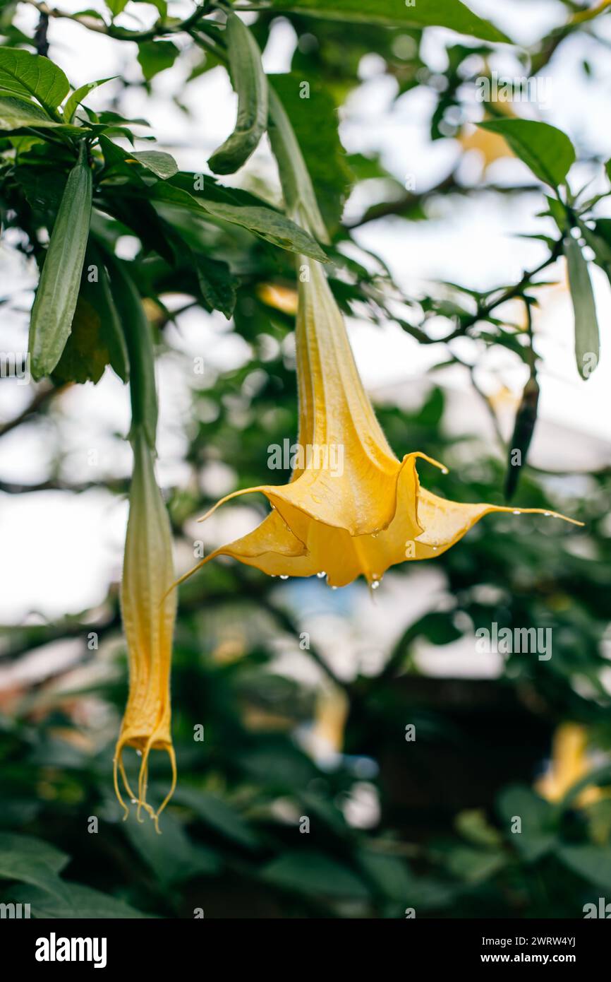 Bellissimo fiore giallo Datura (Brugmansia aurea), la tromba dell'angelo dorato in un giardino. Primo piano. Foto Stock