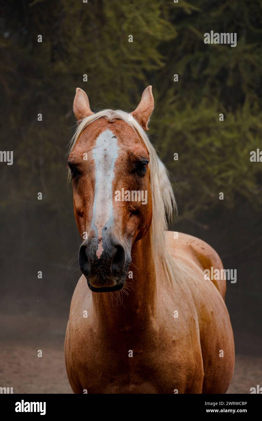 bellissimo cavallo marrone all'aperto Foto Stock