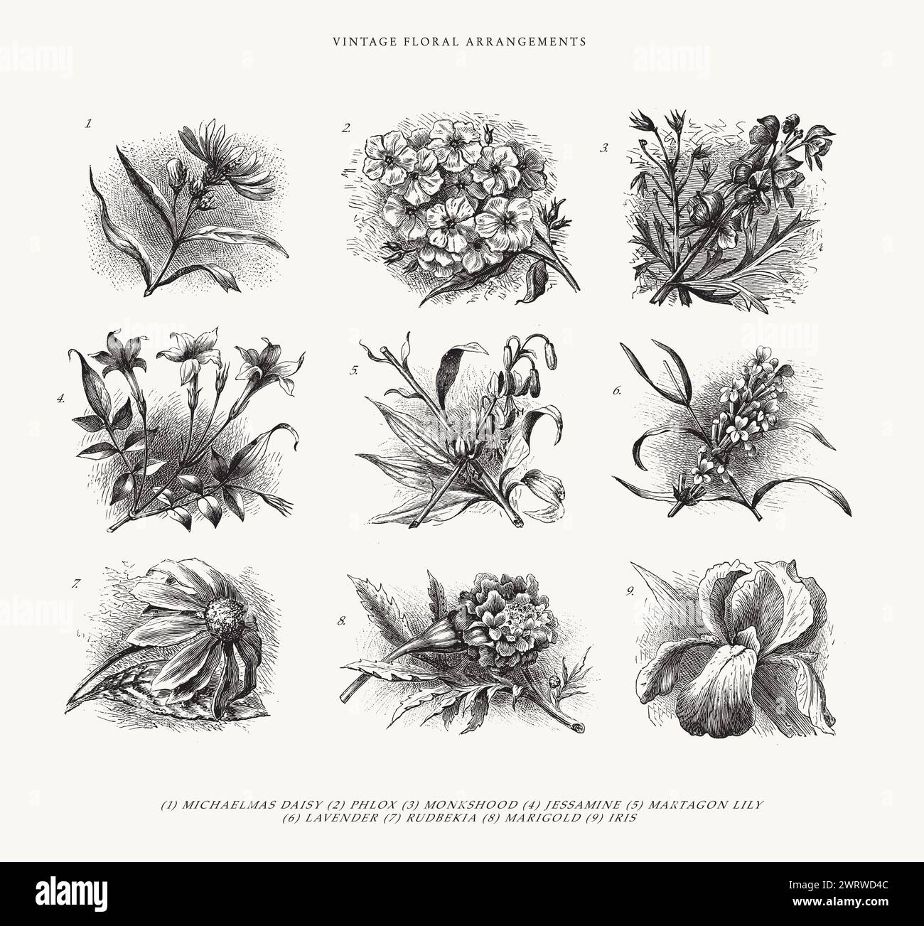 Set di 9 fiori disegnati a mano - illustrazioni artistiche Vintage Line Illustrazione Vettoriale