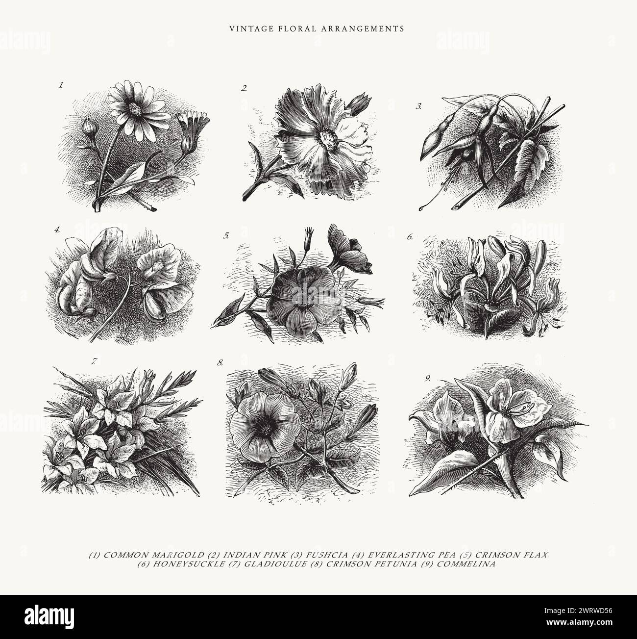 Set di 9 fiori disegnati a mano - illustrazioni artistiche Vintage Line Illustrazione Vettoriale