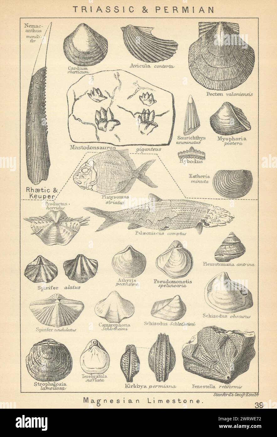 FOSSILI BRITANNICI. Triassico e Permiano - calcare Magnesiano. STANFORD, 1904 stampe Foto Stock