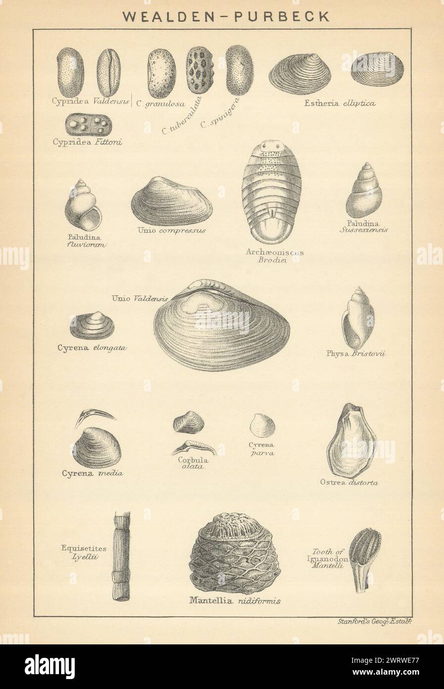 FOSSILI BRITANNICI. Wealden - letti Purbeck & Wealden. STANFORD, 1904 vecchie stampe Foto Stock