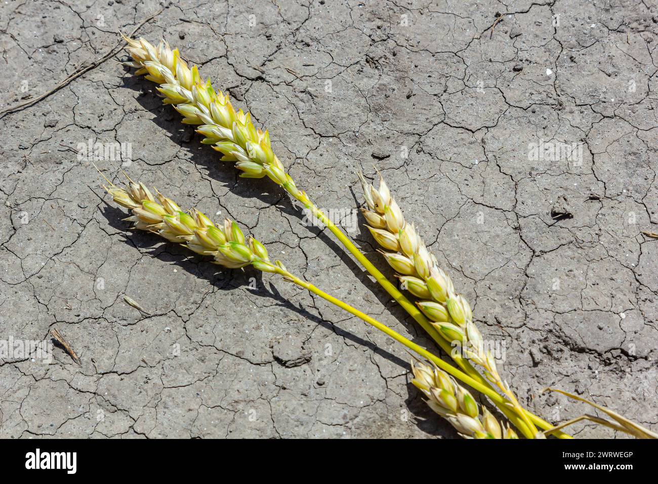 Tema delle colture di grano secco perso. Le spighe di grano si trovano su un terreno asciutto e incrinato. terreno disidratato e orzo. messa a fuoco selettiva, bassa profondità di campo. Foto Stock