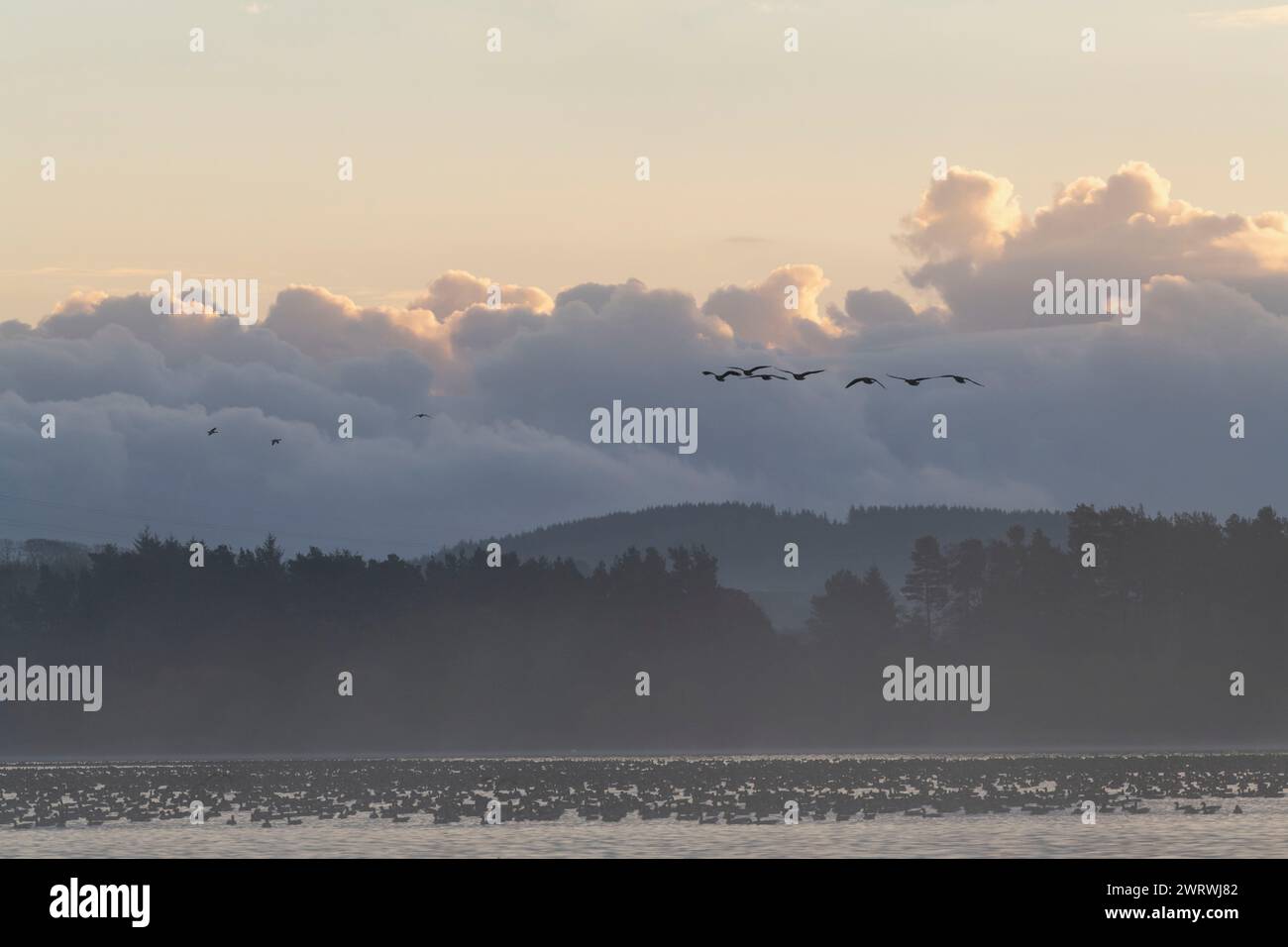 Uccelli acquatici, principalmente oche dai piedi rosa (Anser Brayrhynchus), al loro rifugio notturno sul lago di Skene, con un piccolo stormo di oche in volo Foto Stock