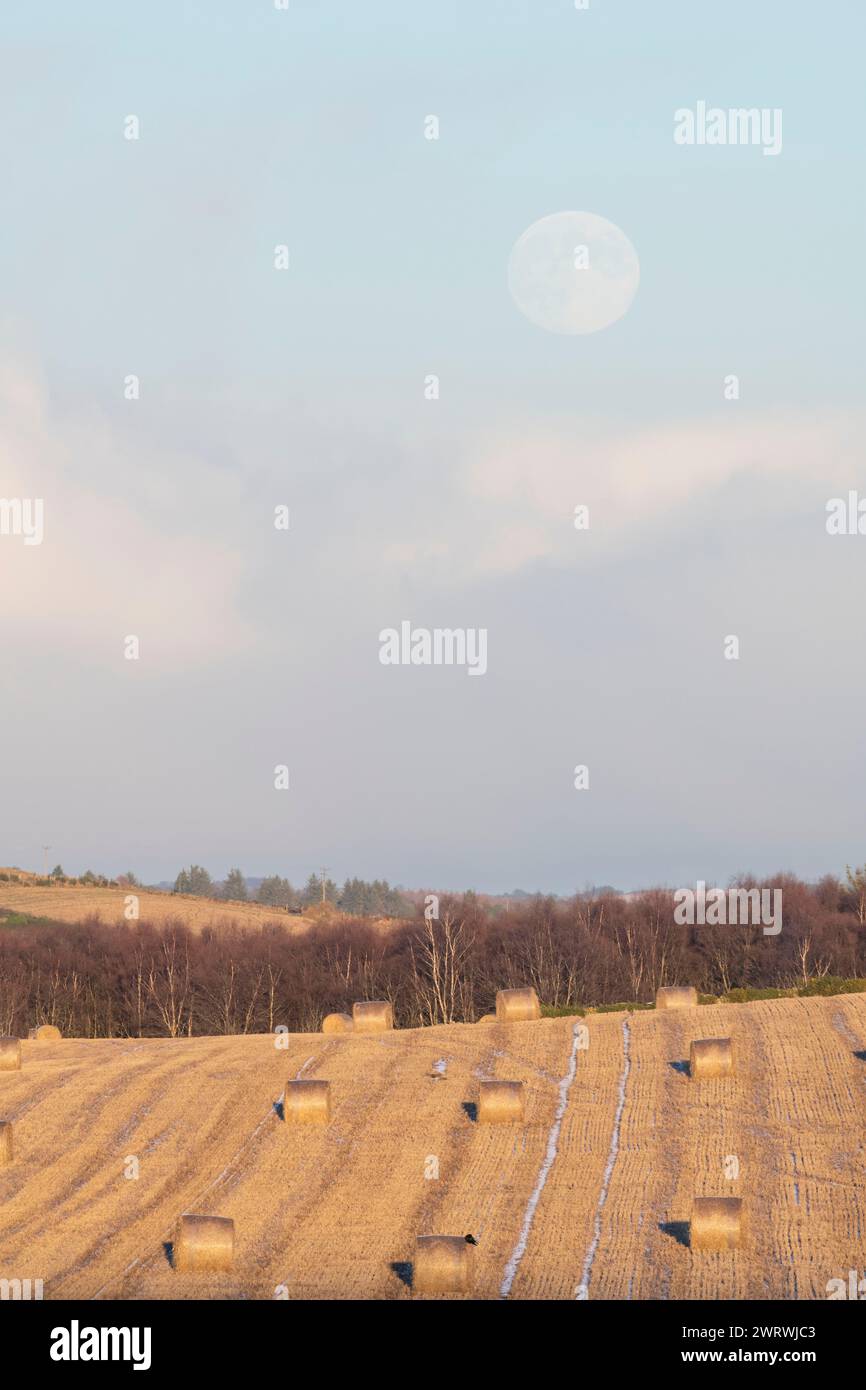 Una linea di betulle (Betula Pendula) in inverno al bordo di un campo con balle rotonde di paglia sotto una luna piena (freddo, quercia o lune notturne lunghe) Foto Stock