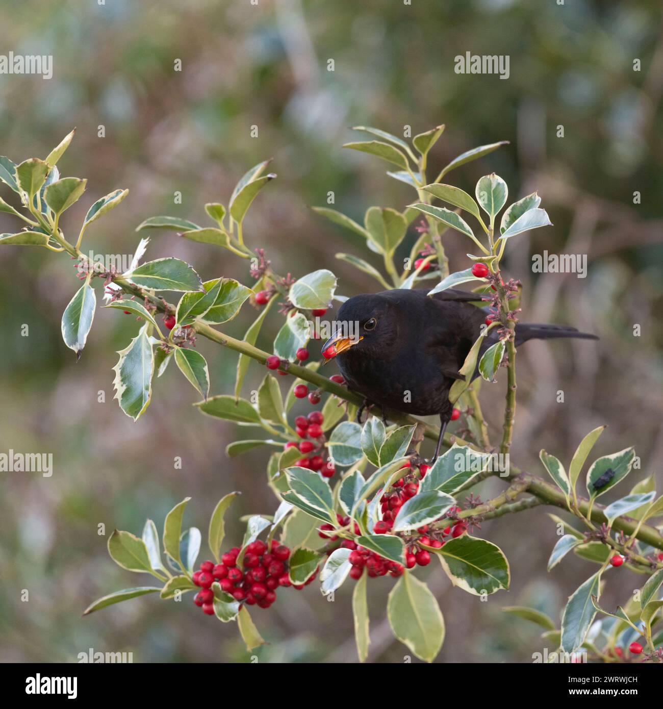 Un uccello nero maschio (Turdus Merula) arroccato su un ramo in un albero agrifoglio (Ilex Aquifolium) che mangia frutti di bosco in inverno Foto Stock