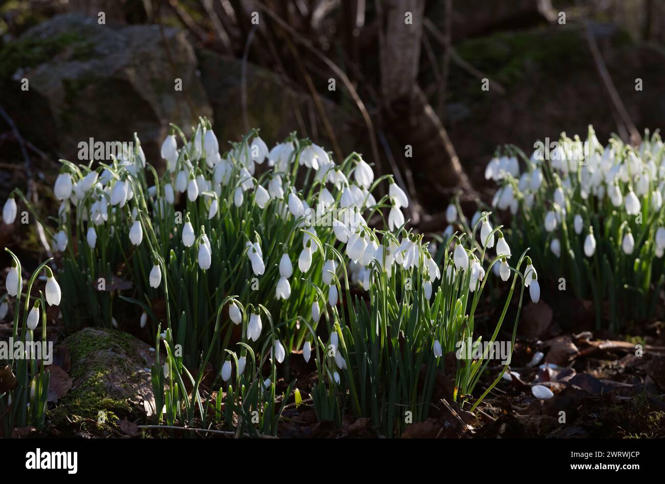 Gocce di neve (Galanthus Nivalis) che crescono nel bosco alla base di un vecchio muro di pietra Foto Stock