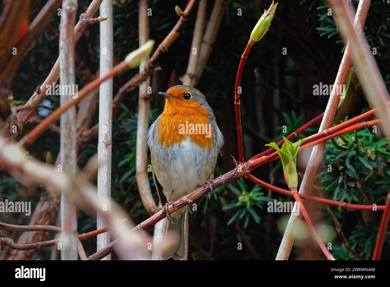 Primo piano di un Robin, erithacus rubecula, arroccato su un ramo in un giardino privato Foto Stock