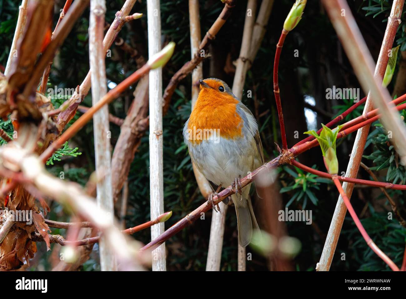 Primo piano di un Robin, erithacus rubecula, arroccato su un ramo in un giardino privato Foto Stock