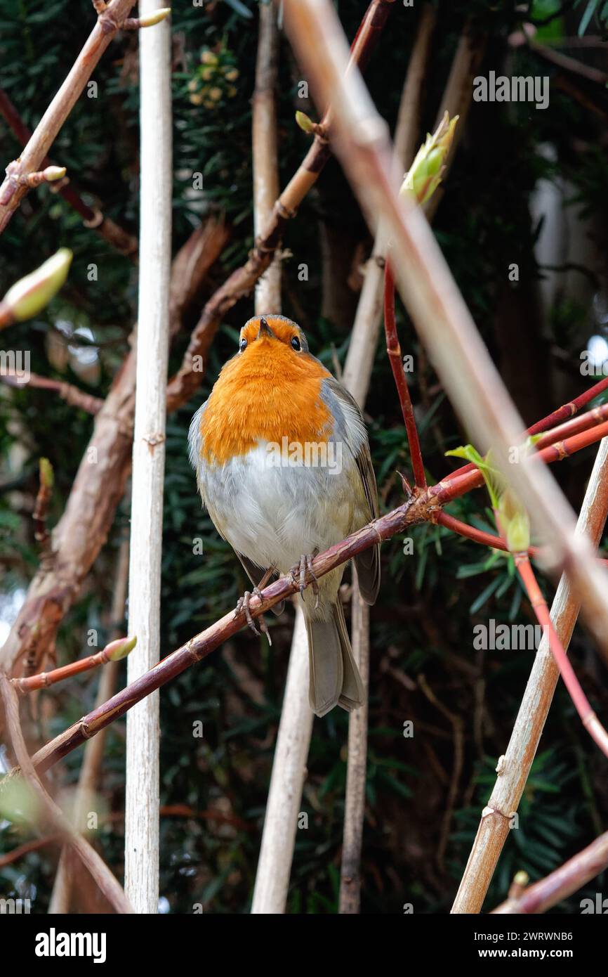 Primo piano di un Robin, erithacus rubecula, arroccato su un ramo in un giardino privato Foto Stock