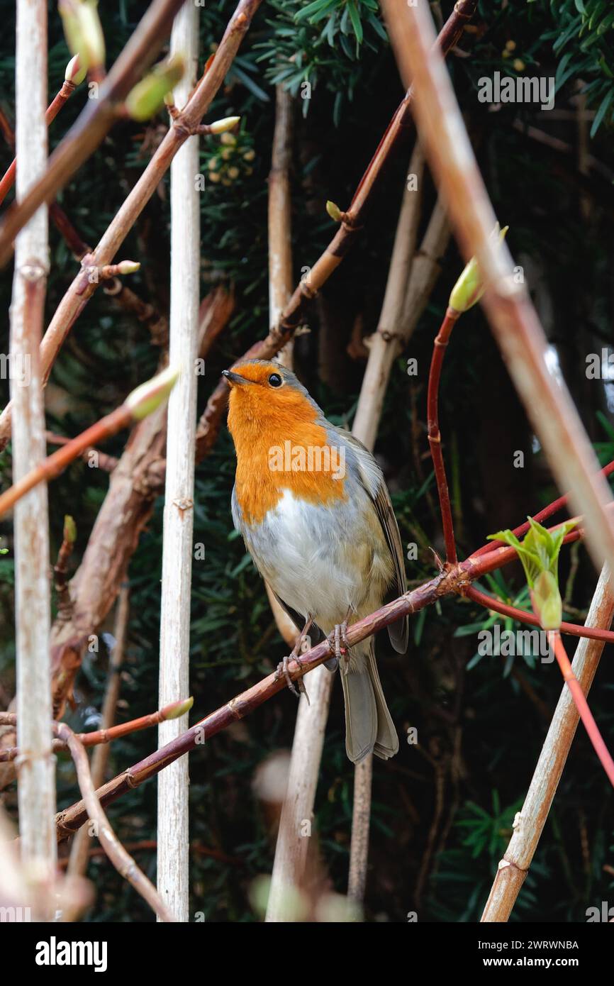 Primo piano di un Robin, erithacus rubecula, arroccato su un ramo in un giardino privato Foto Stock