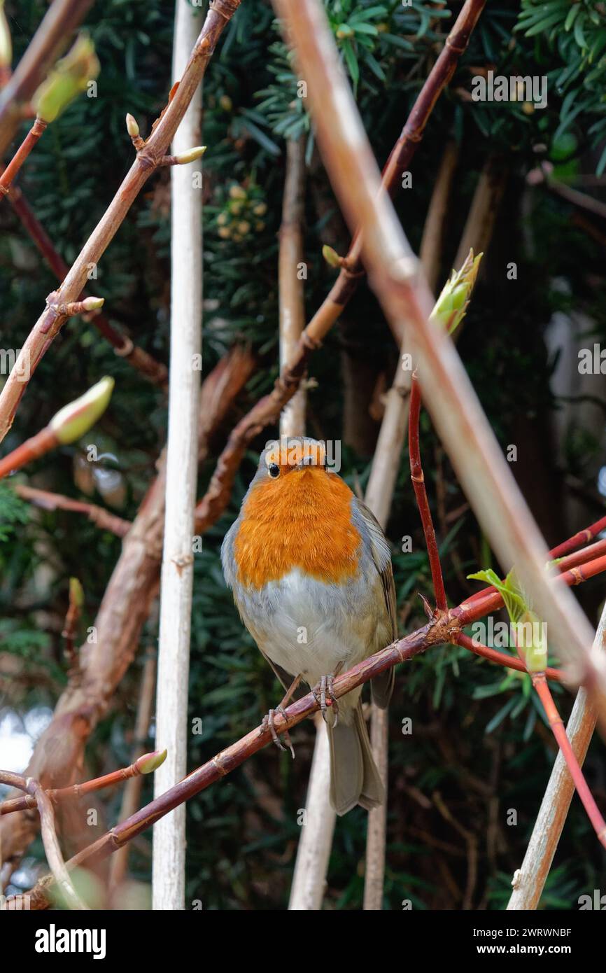 Primo piano di un Robin, erithacus rubecula, arroccato su un ramo in un giardino privato Foto Stock