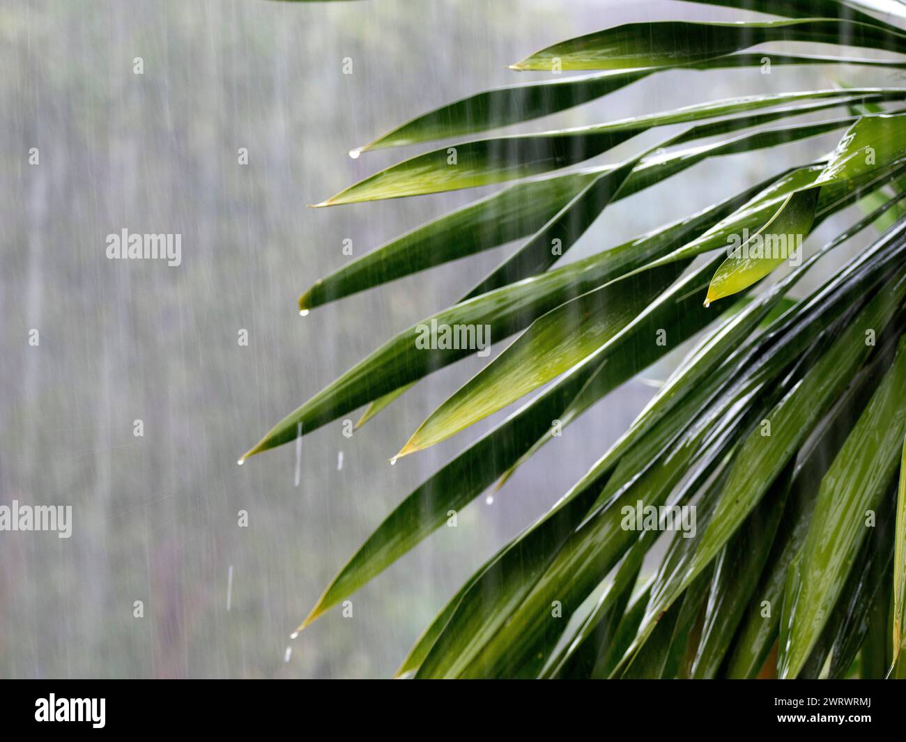 Piove ai tropici, Khao Lak, Thailandia, mostrando pioggia cadente sulle foglie delle piante Foto Stock