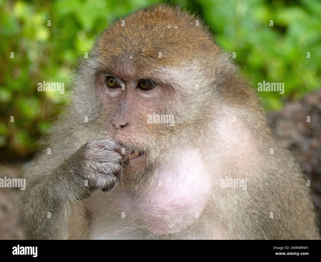 Macaque a coda lunga o Macaque a base di granchio (Macaca fascicularis), alimentazione, sacca di coltura farcita con cibo, Phang-nga, nr Khao Lak, Thailandia Foto Stock