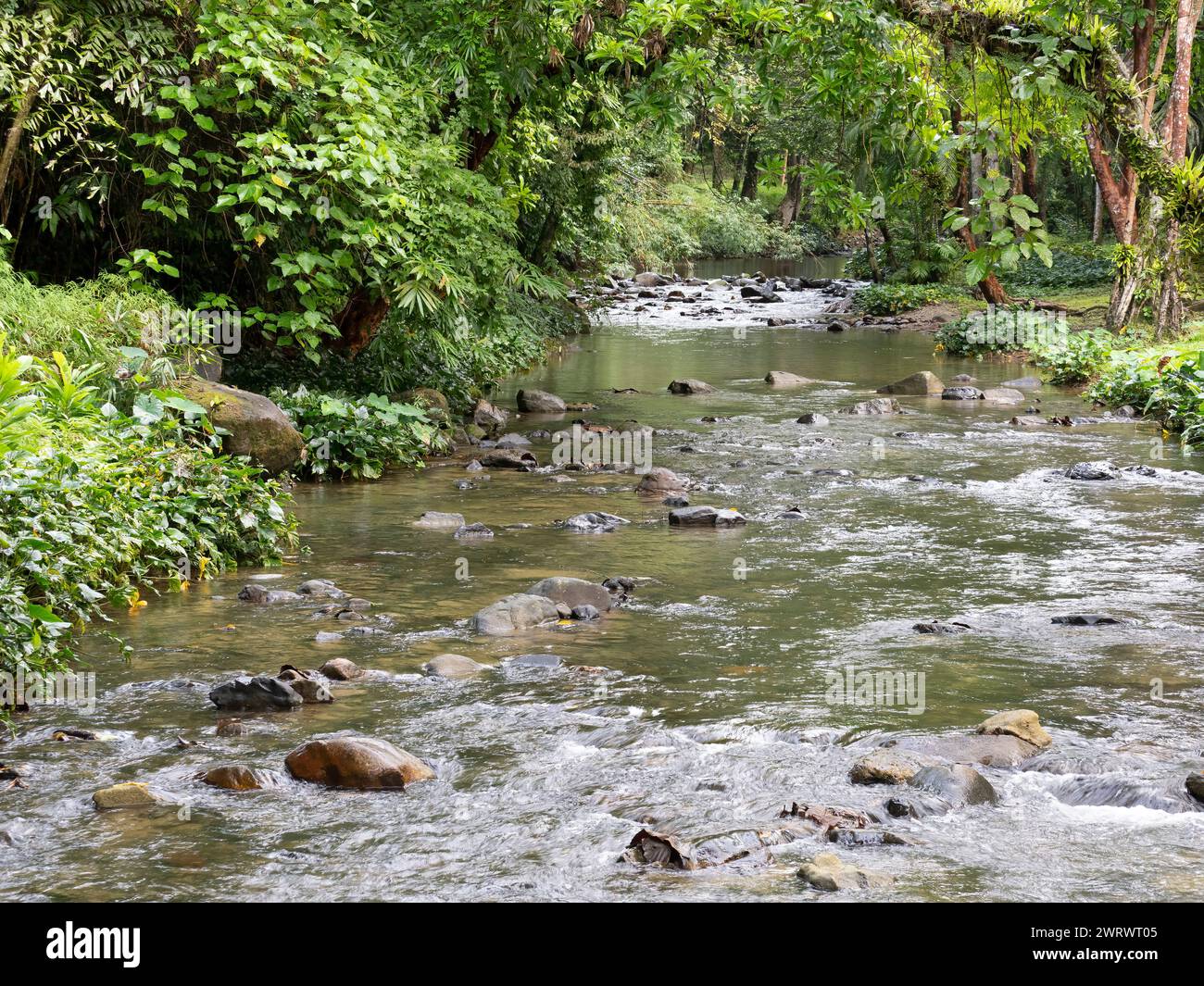 Fiume nella riserva naturale di Khao Sok, Thailandia Foto Stock