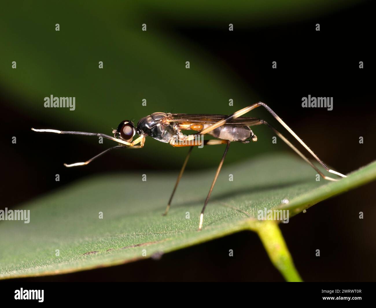 Volo a gambe lunghe (Dolichopodidae sp.) Riserva naturale di Khao Sok, Thailandia Foto Stock