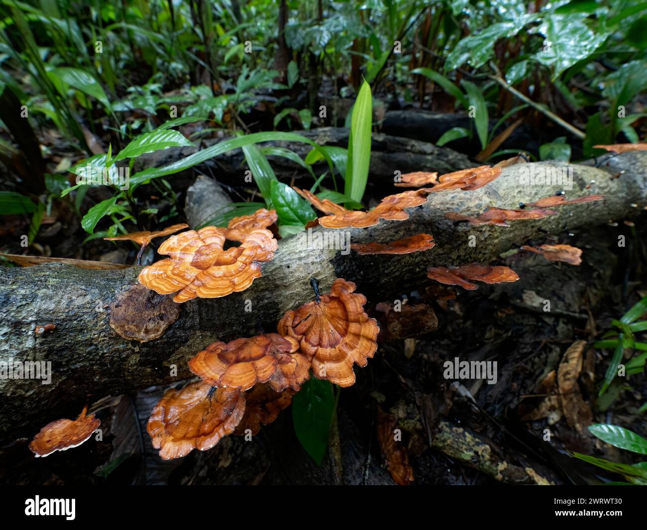 Funghi a staffa (Ganoderma sp.) Sul legno in decomposizione, la riserva naturale di Khao Sok, Thailandia Foto Stock