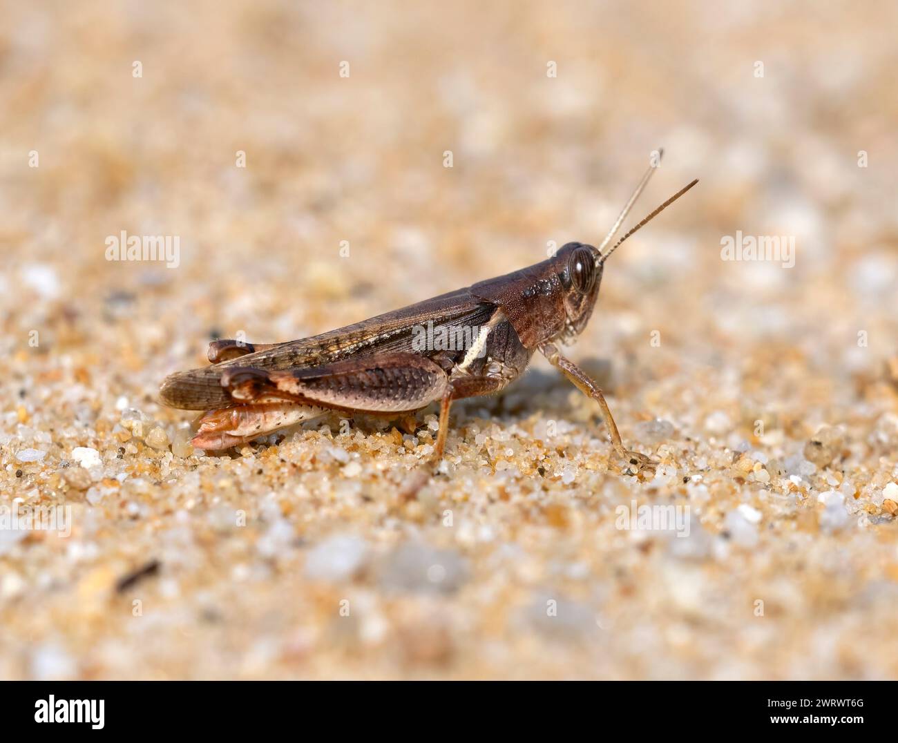 Grasshopper on Sand (Melanoplus sp) Khao Lak, Thailandia Foto Stock