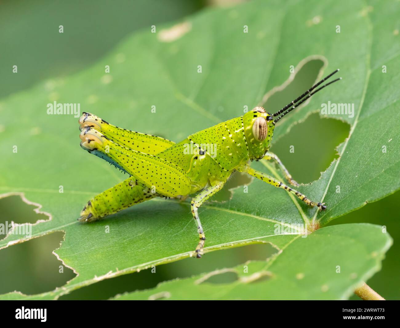 Spur Throated Grasshopper, Nymph (Xenocatantops humilis) Khao Lak, Thailandia Foto Stock