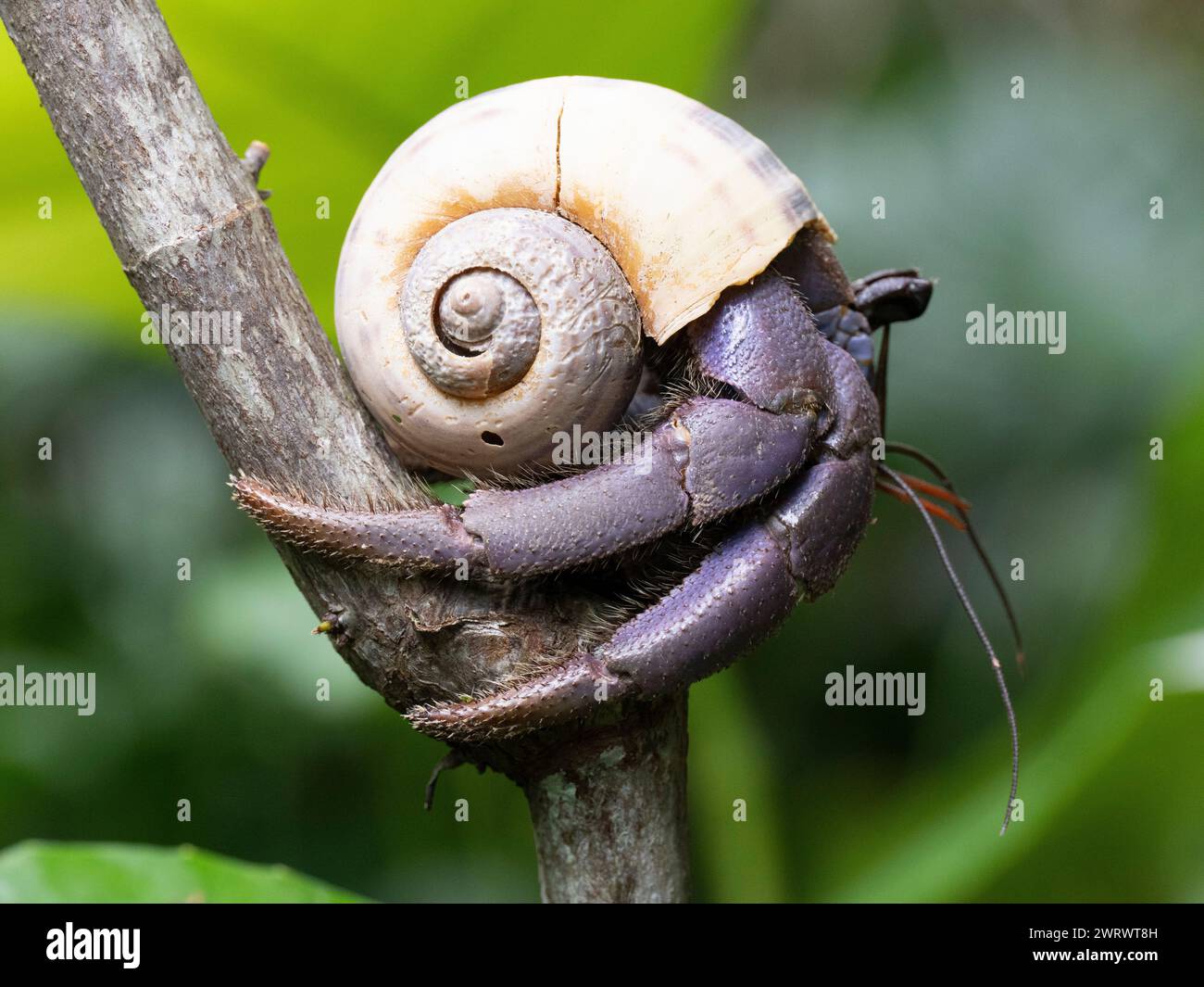 Granchio eremita sul ramo dell'albero (Coenobita brevimanus) Khao Lak, Thailandia, granchio eremita terrestre vivente lungo la costa Foto Stock