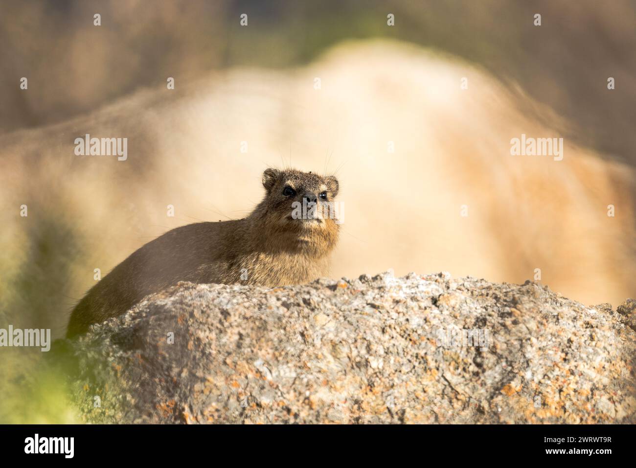 Dassie o hyrax di roccia (Procavia capensis) seduto sulla cima di una grande roccia granitica o masso nel Capo Occidentale, Sudafrica Foto Stock