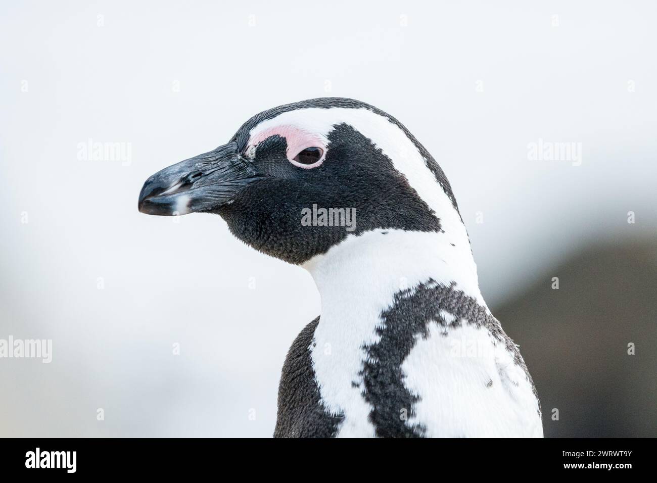 Pinguino africano (Spheniscus demersus) chiudere il viso il becco della testa e aprire il lato dell'occhio sul Capo Occidentale, Sud Africa Foto Stock