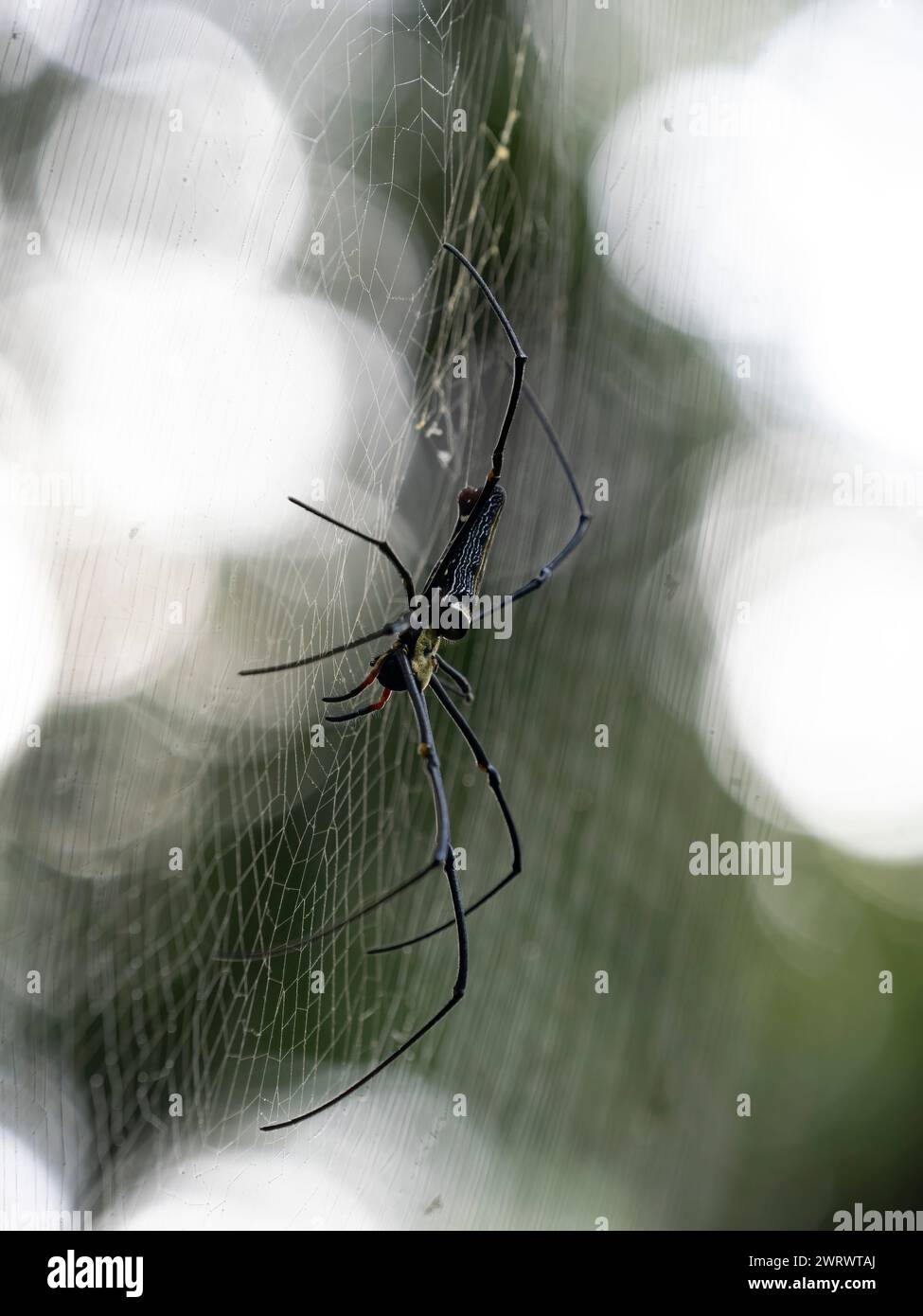 Gigante Golden Orb Weaver Spider on web (Mephila lipes) riserva naturale di Khao Sok, Thailandia Foto Stock