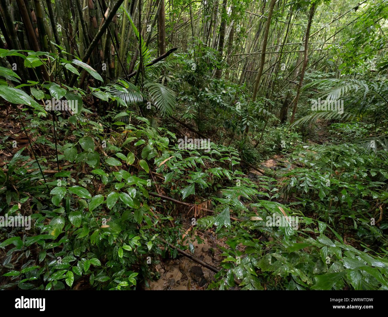 Vista della foresta pluviale tropicale, della riserva naturale di Khao Sok, Thailandia Foto Stock