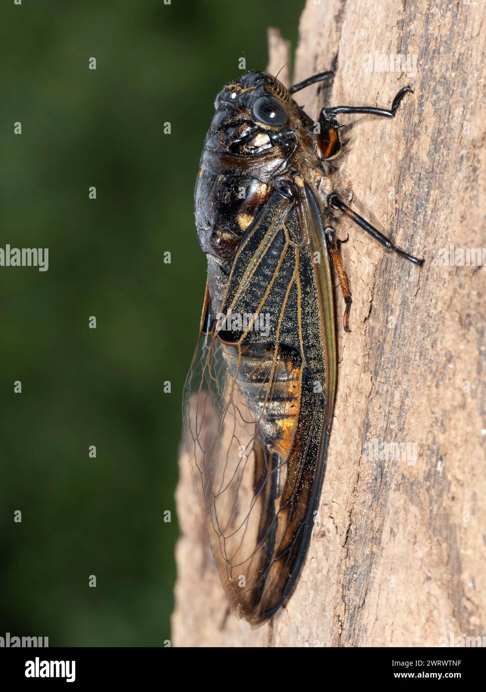 Cicada (Cicadidae sp) su tronco di albero, Khao Sok Nature Reserve, Thailandia Foto Stock