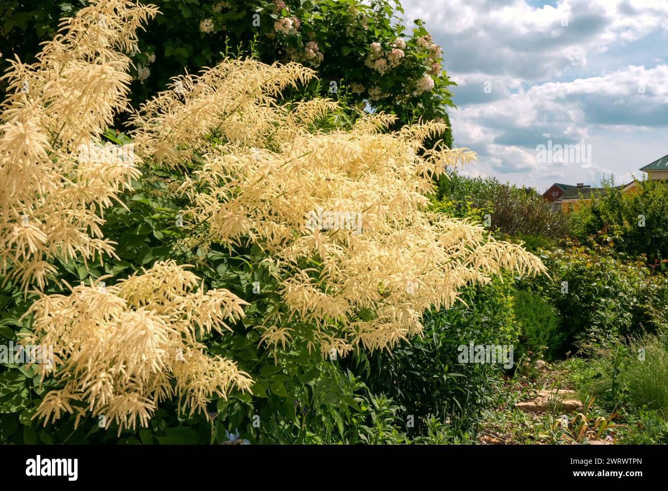 L'Aruncus dioicus, foresta, è un'erba bella e robusta, nativa. Cresce fino a un'altezza di 1 m.. Da giugno fino alla fine delle meravigliose grandi lance Foto Stock