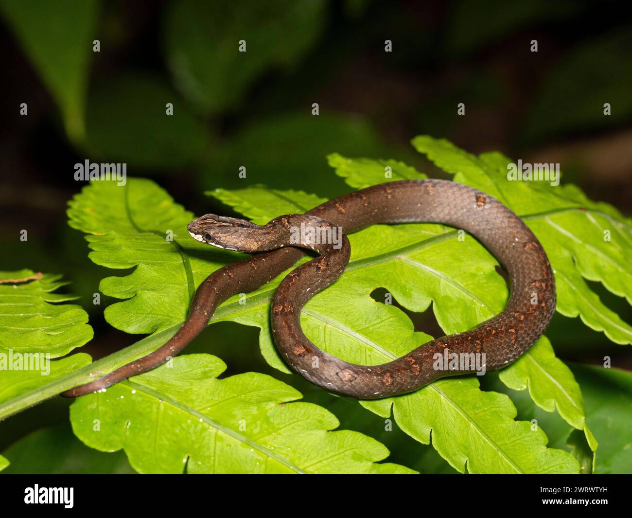 Vipera di merluzzo comune (Psammodynastes pulverulentus) arricciata sulla foglia della foresta pluviale di notte, cascata Nr Kathu, Phuket, Thailandia Foto Stock