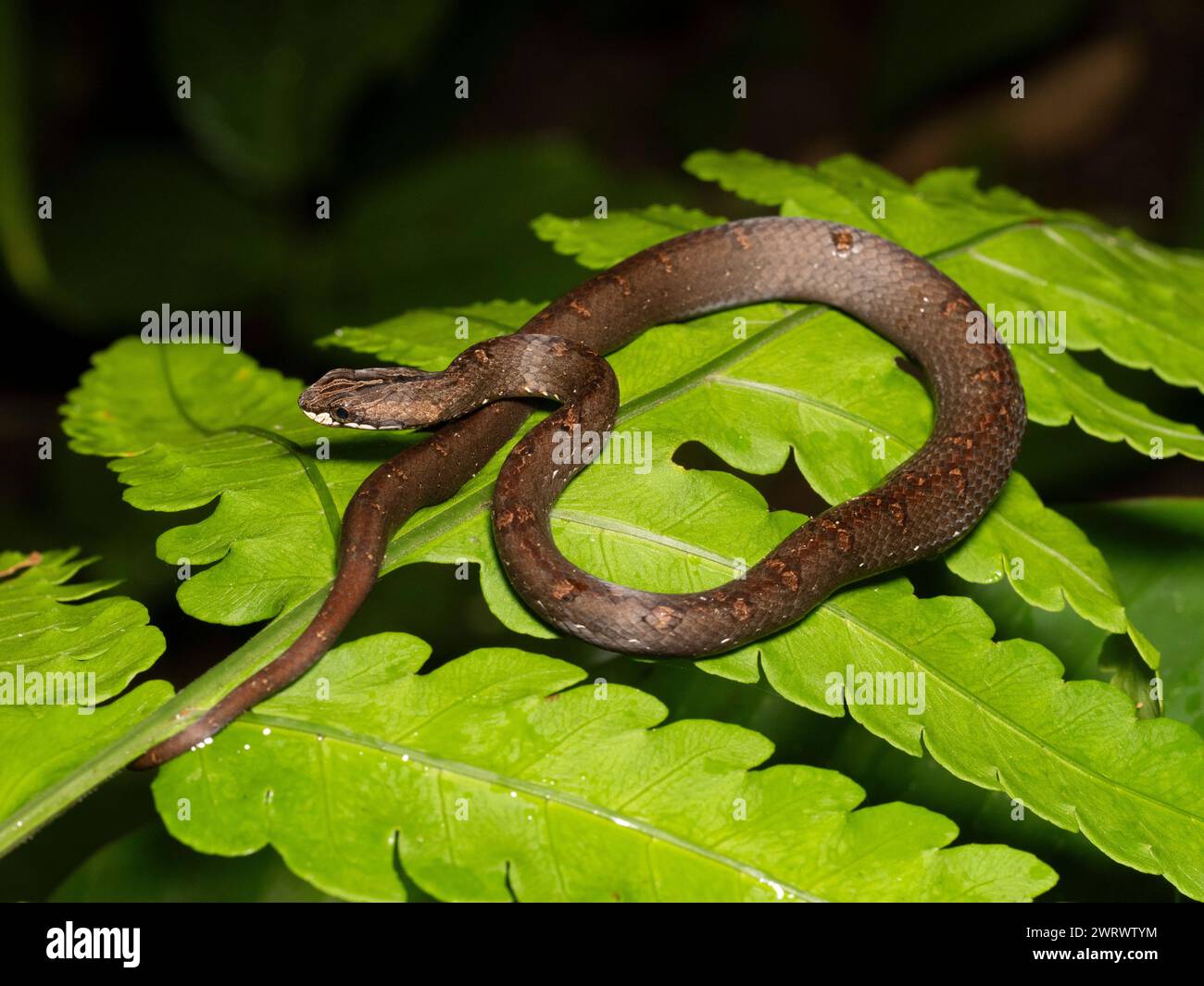 Vipera di merluzzo comune (Psammodynastes pulverulentus) arricciata sulla foglia della foresta pluviale di notte, cascata Nr Kathu, Phuket, Thailandia Foto Stock
