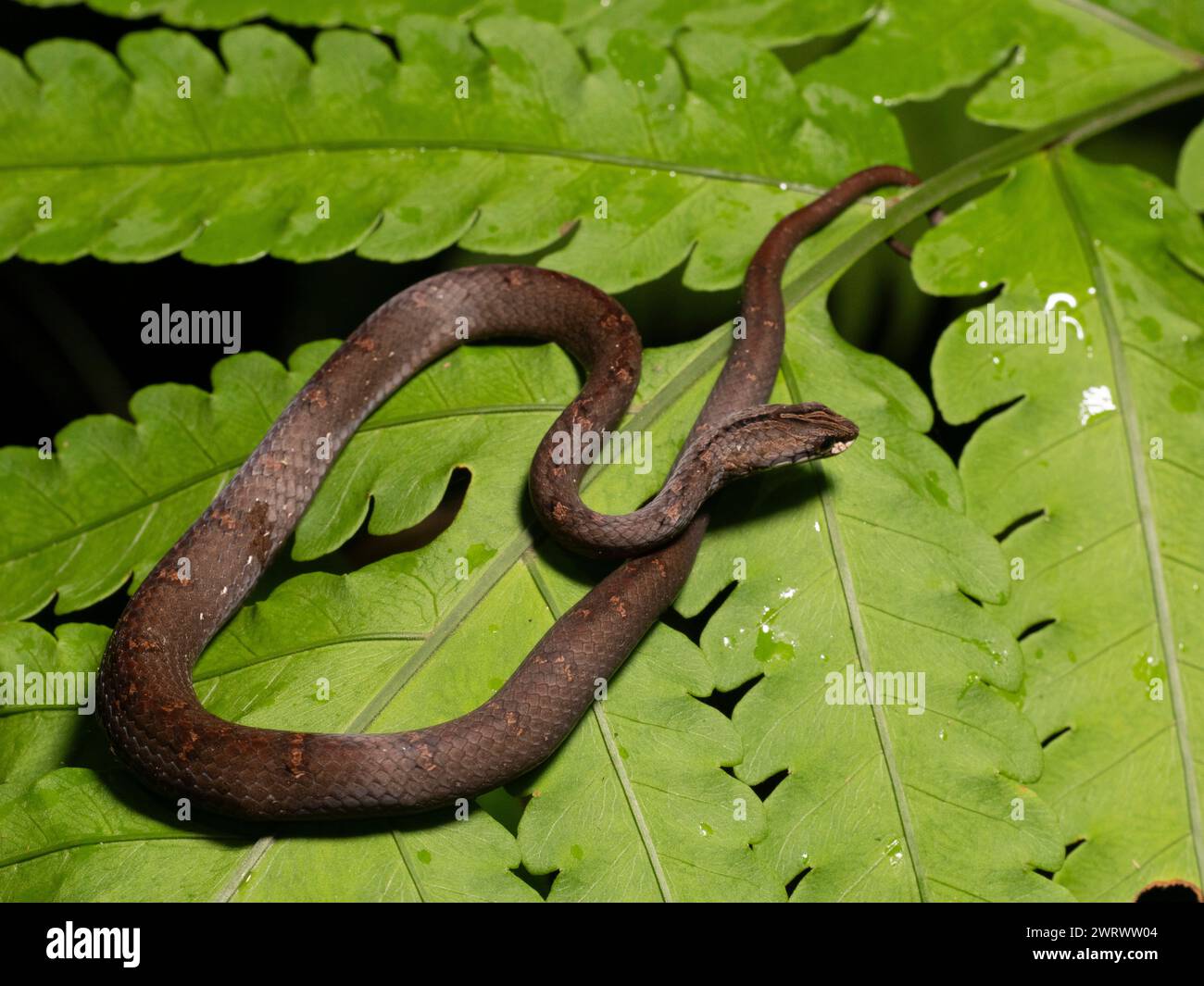 Vipera di merluzzo comune (Psammodynastes pulverulentus) arricciata sulla foglia della foresta pluviale di notte, cascata Nr Kathu, Phuket, Thailandia Foto Stock