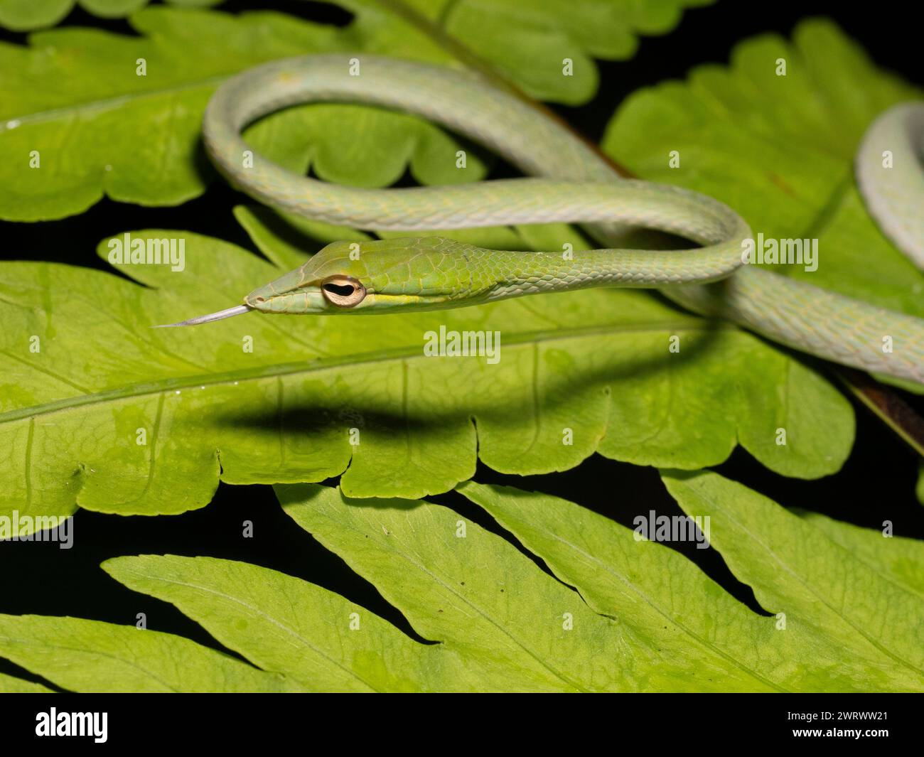 Asian Vine Snake (Ahaetulla prasina) arricciato su foglia, foresta pluviale di notte, Nr Kathu Waterfall, Phuket, Thailandia Foto Stock