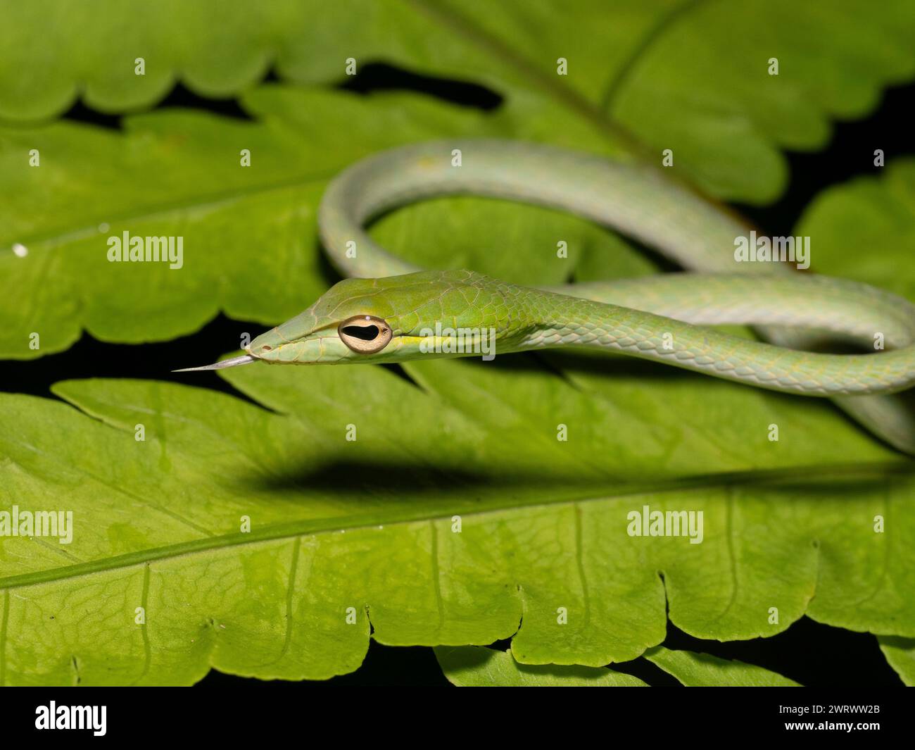 Asian Vine Snake (Ahaetulla prasina) arricciato su foglia, foresta pluviale di notte, Nr Kathu Waterfall, Phuket, Thailandia Foto Stock