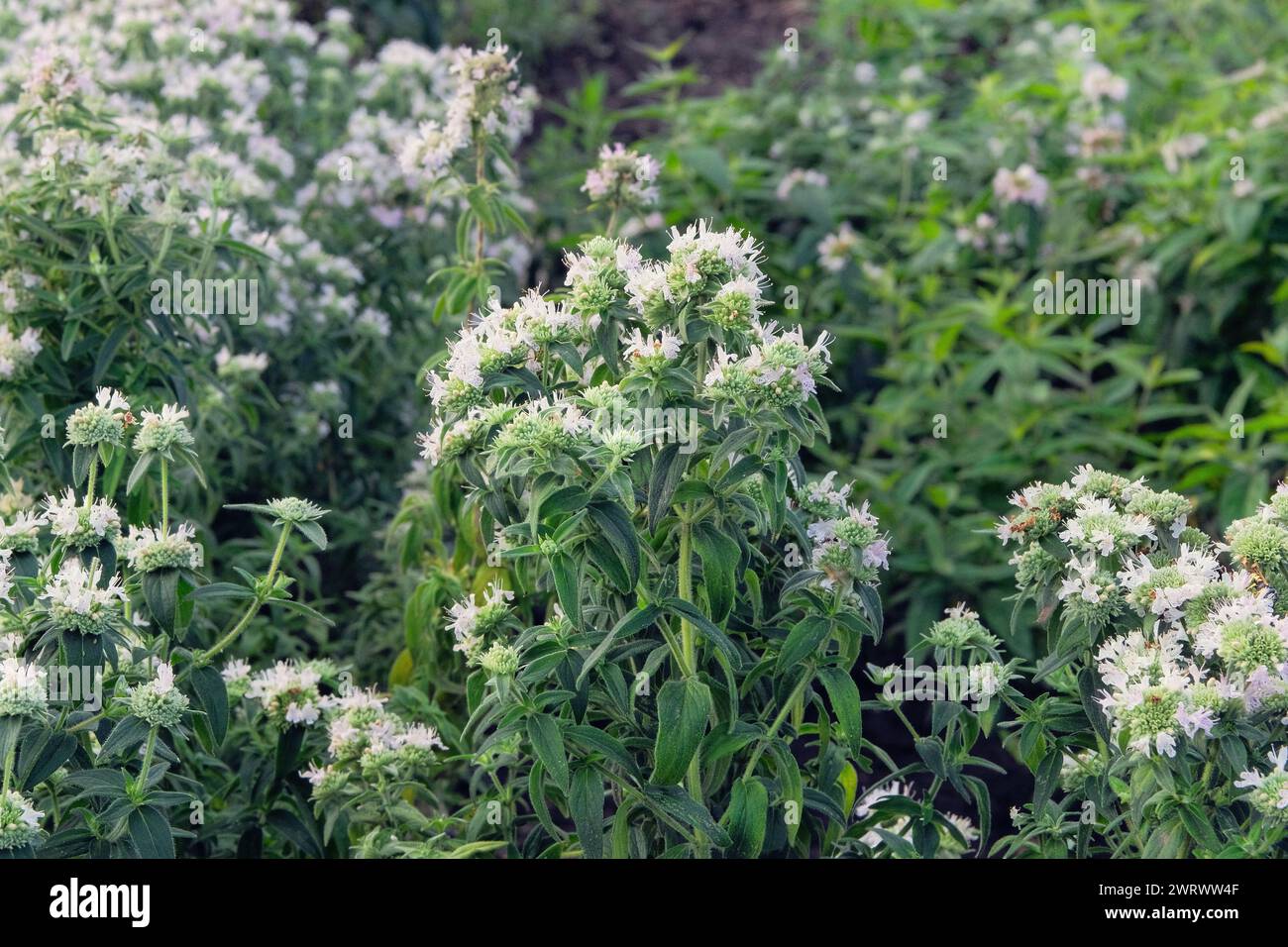 Il Pycnanthemum virginianum cresce in giardino. Bush verde nel giardino di campagna. Coltivato per i suoi fiori romantici. Pianta bianca. Coltivare spezie. Foto Stock