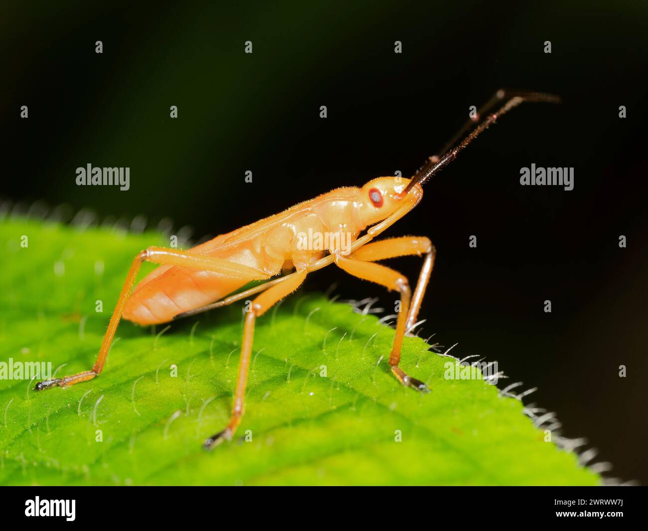 Plant Bug, nymph (Miridae sp) vicino alla cascata di Bang Pae, al Parco nazionale di Khao Phra Thaeo, Phuket Thailandia Foto Stock