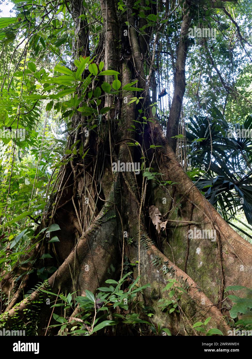 Radici di un albero di Altingia (Altingia excelsa, Parco Nazionale di Khao Phra Thaeo, Phuket Thailandia Foto Stock