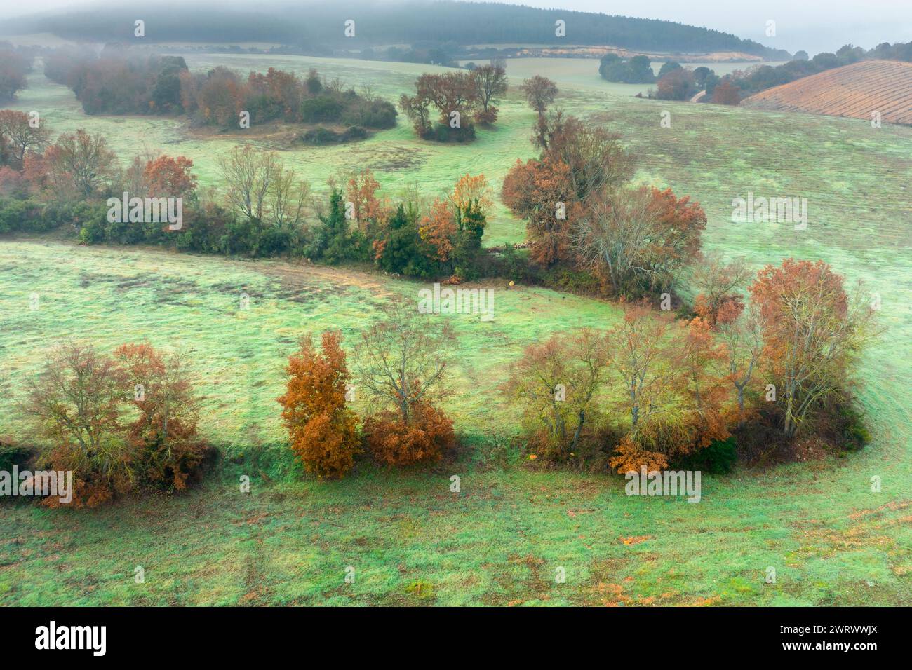 Vista aerea di terreni coltivati e siepi in autunno con nebbia. Foto Stock