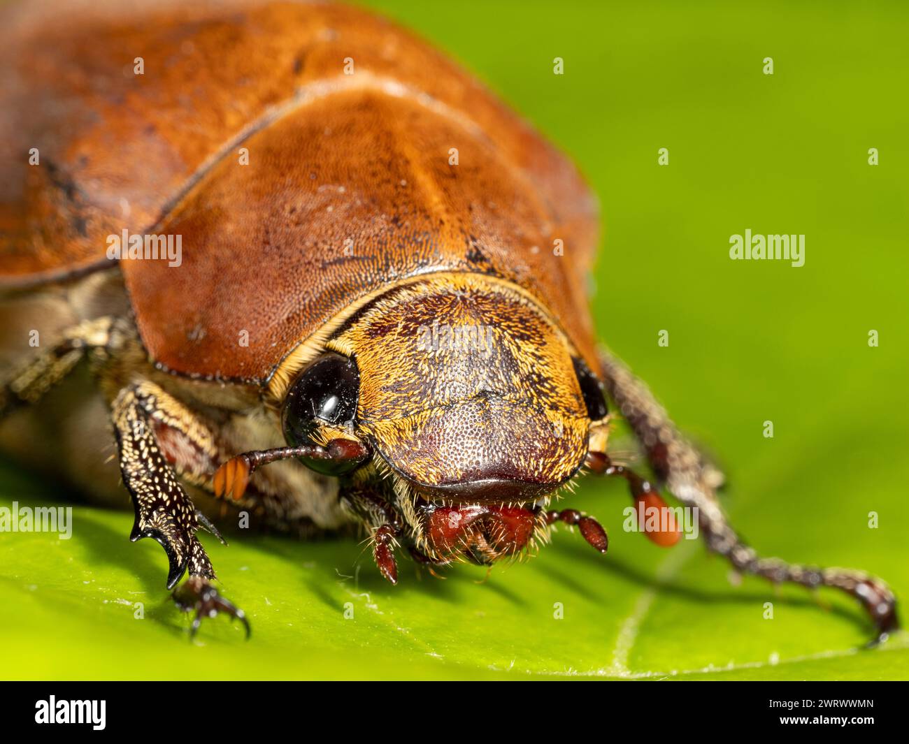 June Beetle (Lepidiota sp) Khao Lak, Thailandia Foto Stock