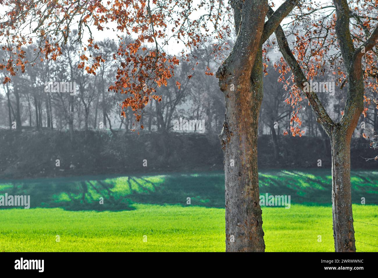 Paesaggio di tronchi di platano di Londra in autunno e terreno coltivato. Foto Stock