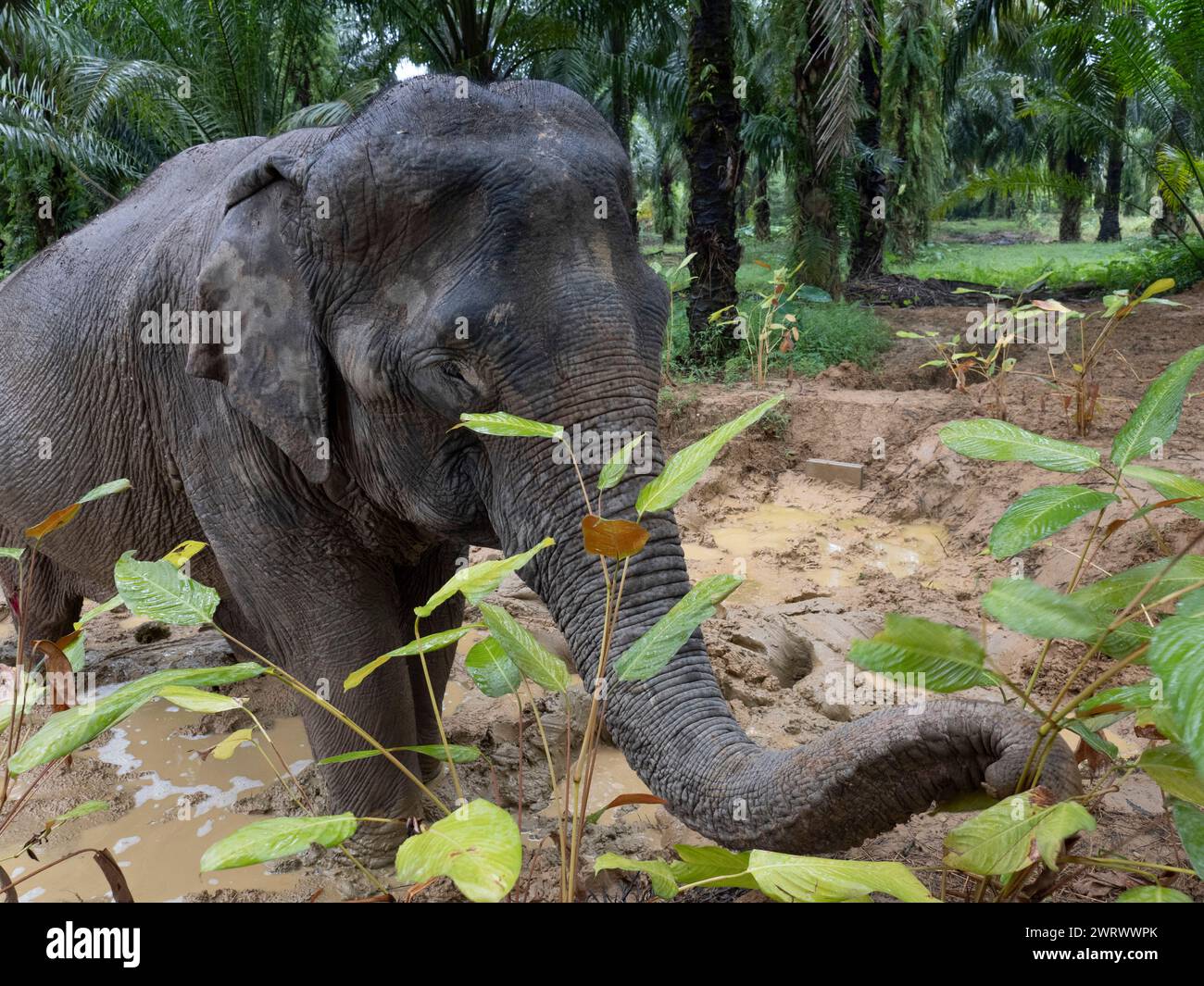 Elefante asiatico (Elephas maximus) nel fango vicino al fiume presso il Khao Sok Elephant Conservation Centre, Thailandia Foto Stock