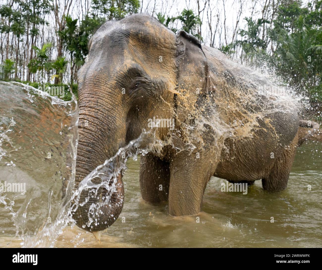 Elefante asiatico (Elephas maximus) che fa il bagno nel fiume al Khao Sok Elephant Conservation Centre, Thailandia Foto Stock