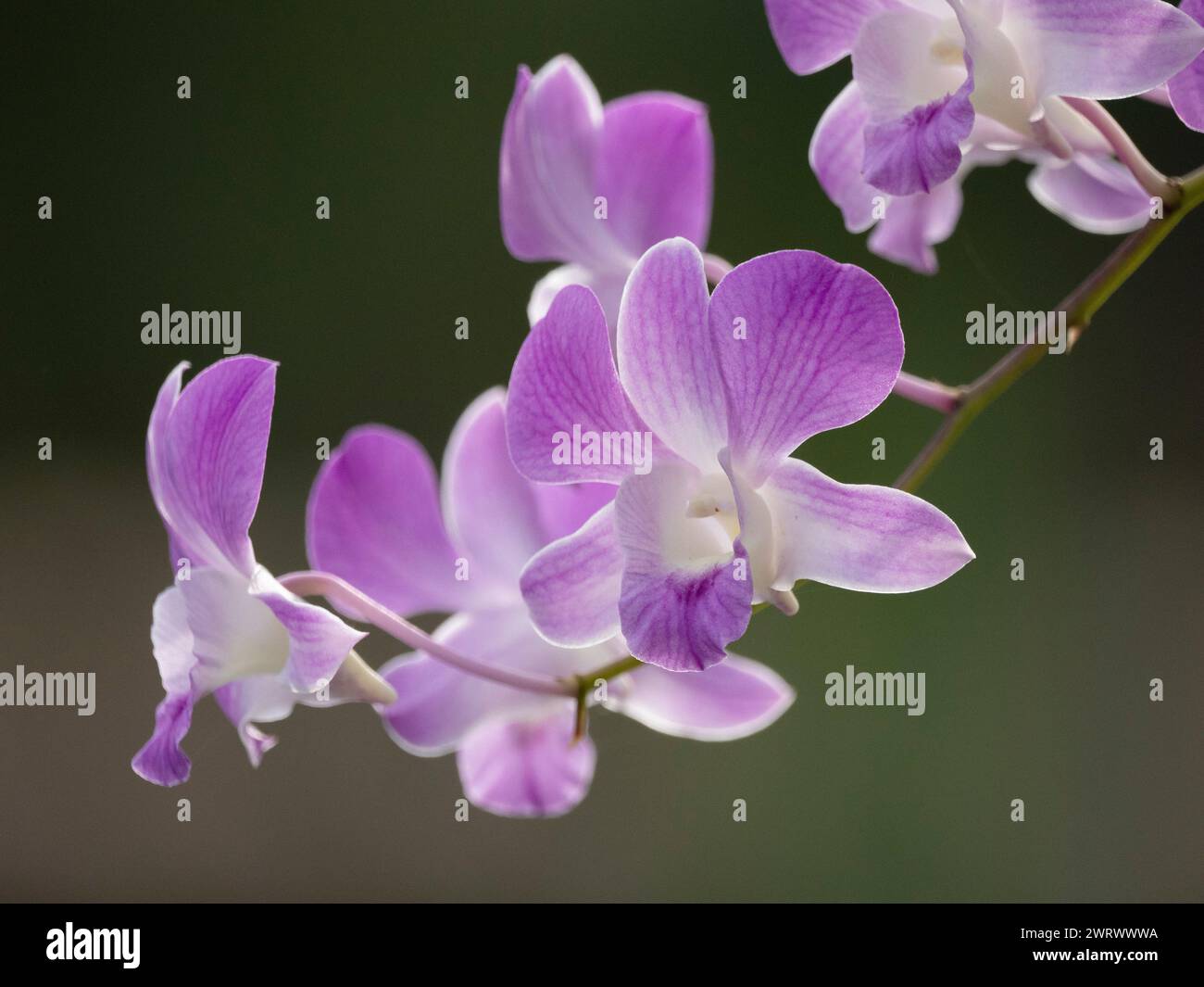 Purple Orchid (Dendrobium sp) Phuket, Thailandia Foto Stock