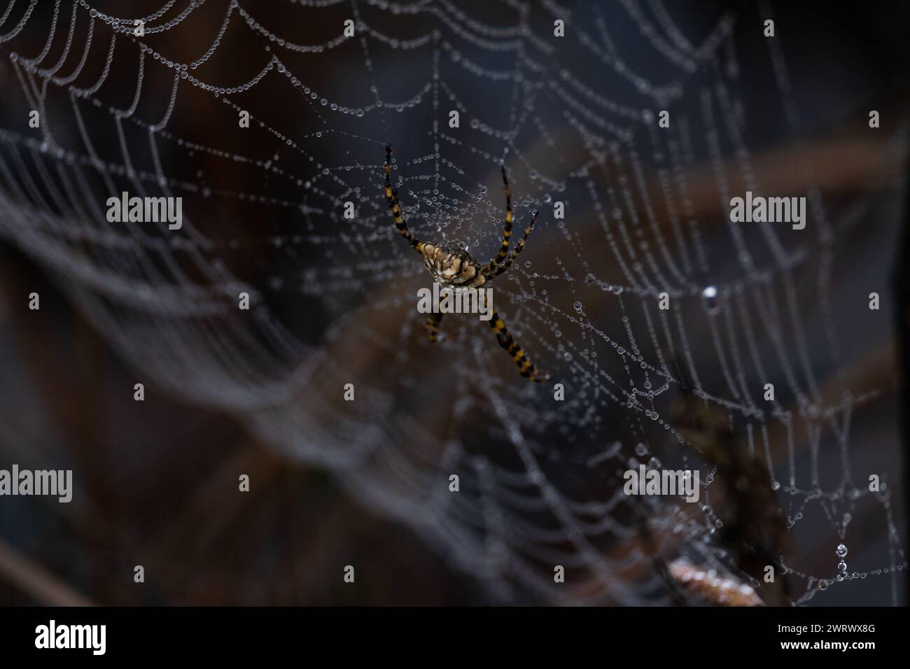 Sopra la rete argiope lobata (Argiope lobata) nella rugiada mattutina, Occitanie - Francia Foto Stock