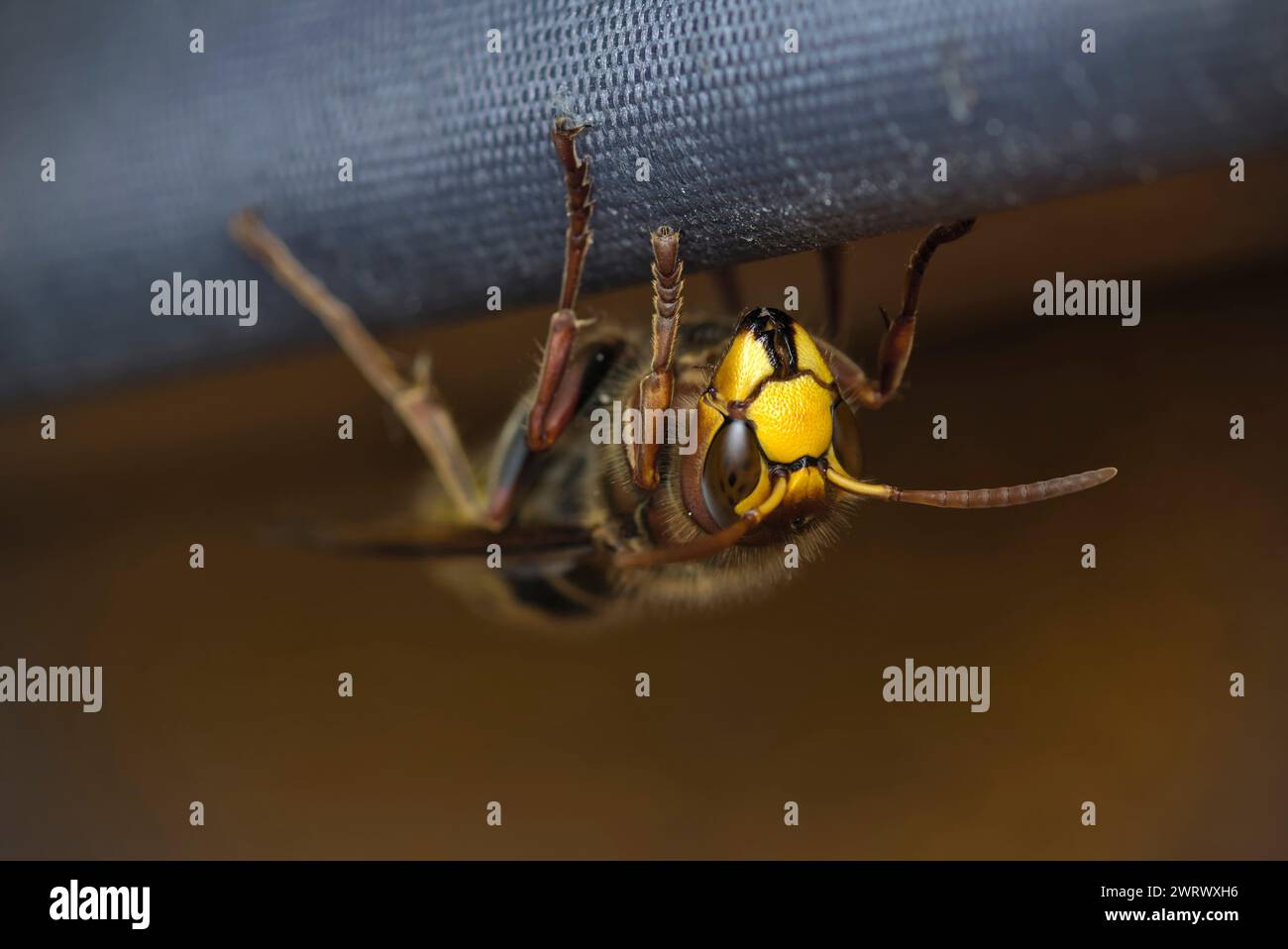 Primo piano di un calabrone europeo (Vespa crabro) su una finestra all'interno di una stanza, imenotteri, vespe, macrofotografia, natura, biodiversità Foto Stock